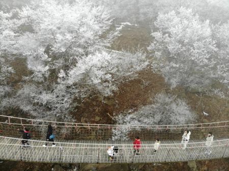 (miniature) Des visiteurs traversent une passerelle au milieu d'arbres couverts de givre