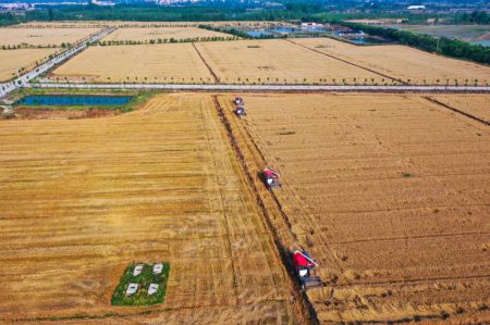 (miniature) Photo aérienne de moissonneuses récoltant du blé dans des champs du bourg de Suntiepu du district de Guangshan