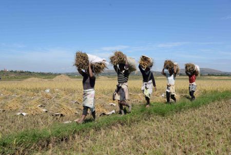 (miniature) Des agriculteurs locaux récoltent du riz hybride dans un champ à Mahitsy