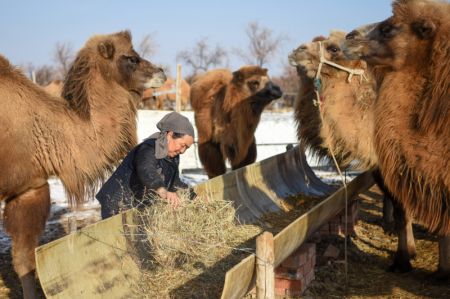 (miniature) Une éleveuse nourrit les chameaux avec du fourrage dans le district de Fuhai d'Altay
