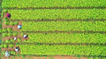 (miniature) Des villageois travaillent dans des champs dans la ville de Ji'an de la province chinoise du Jiangxi (est)