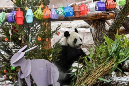 (miniature) Le panda géant Dingding est assis à côté de décorations festives au Zoo de Moscou