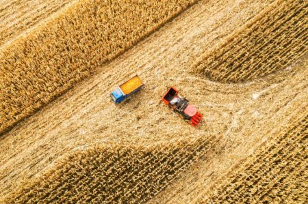 (miniature) Photo aérienne d'agriculteurs récoltant du maïs dans l'arrondissement de Horqin