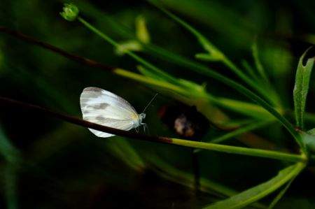 (miniature) Une piéride du chou dans un parc de l'arrondissement de Songjiang à Shanghai