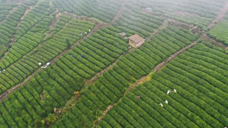 (miniature) Photo aérienne des villageois cueillant des feuilles de thé dans un village du district de Guiding