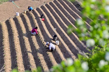 (miniature) Des agriculteurs plantent des patates douces dans un champ du bourg de Miaozi