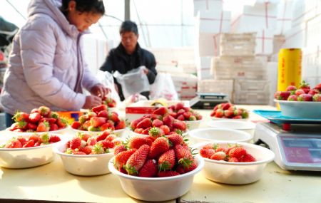 (miniature) Des villageois pèsent et emballent des fraises fraîchement cueillies dans le village de Wuyan