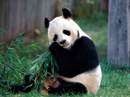 (miniature) panda geant