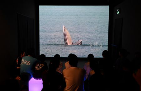 (miniature) Des visiteurs regardent une vidéo lors d'une exposition sur le thème des baleines au Musée maritime national de Chine