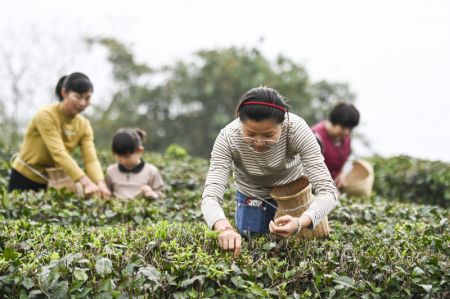 (miniature) Des agricultrices cueillent des feuilles de thé fraîches dans le village de Pengtang