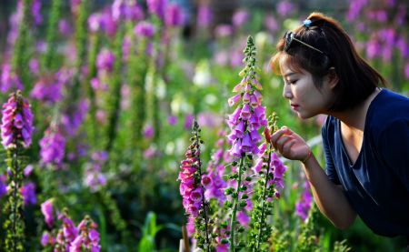 (miniature) Une femme visite le parc industriel des fleurs de lupin dans le village de Qilichuan du district de Taibai