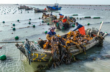 (miniature) Photo a&eacute;rienne des p&ecirc;cheurs r&eacute;coltant du varech &agrave; Rongcheng