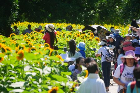 (miniature) Des personnes admirent les tournesols dans le Parc forestier olympique de Beijing