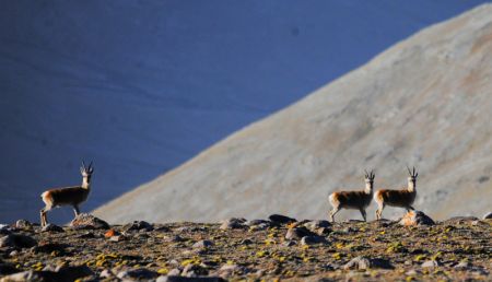 (miniature) Des gazelles du Tibet dans la prairie de Haltent