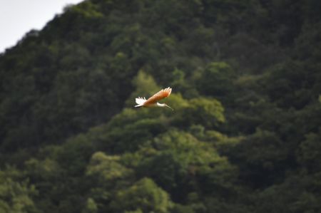 (miniature) Un ibis nippon survole le village de Zhaigou