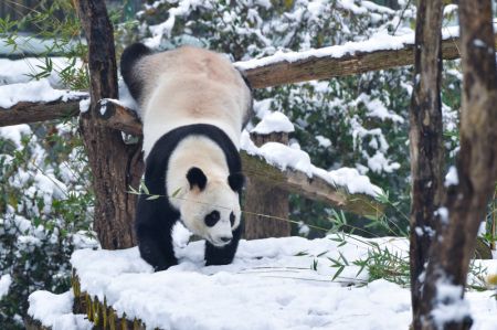 (miniature) Un panda géant s'amuse dans la neige au zoo forestier de Hongshan
