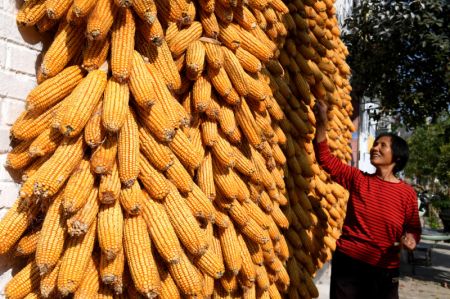 (miniature) Une villageoise fait sécher du maïs fraîchement récolté devant sa maison dans le district de Boai de la province chinoise du Henan (centre)