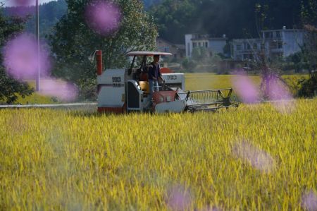 (miniature) Un agriculteur récolte du riz dans le village de Qingcheng