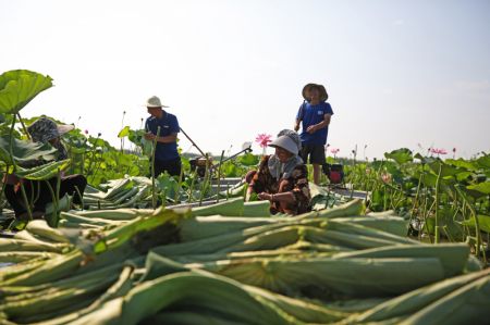 (miniature) Des villageois cueillent des feuilles de lotus dans le lac Hongze