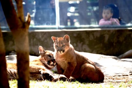 (miniature) Le puma Leiwa et sa mère au zoo de Shanghai