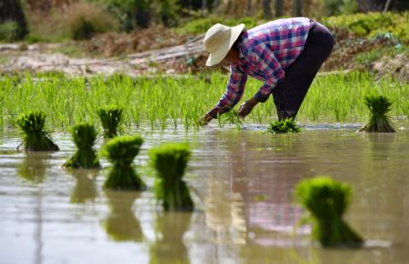 (miniature) Une agricultrice repique des jeunes plantes de riz dans le district autonome Li de Lingshui