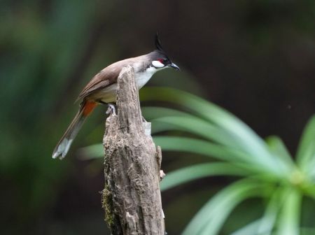 (miniature) Un oiseau se repose dans un parc forestier de Nanning