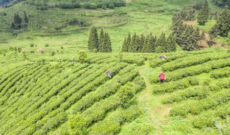 (miniature) Photo a&eacute;rienne des agriculteurs qui r&eacute;coltent des feuilles de th&eacute; dans un jardin de th&eacute; &agrave; Liupanshui
