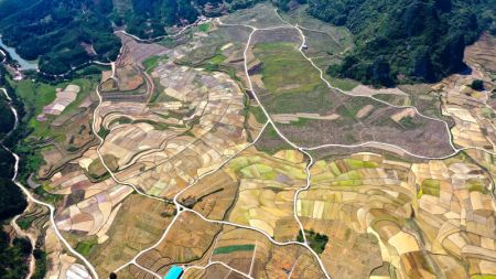 (miniature) Vue aérienne d'une base de plantation de riz riche en sélénium dans le village de Longkou du district autonome Yao de Dahua