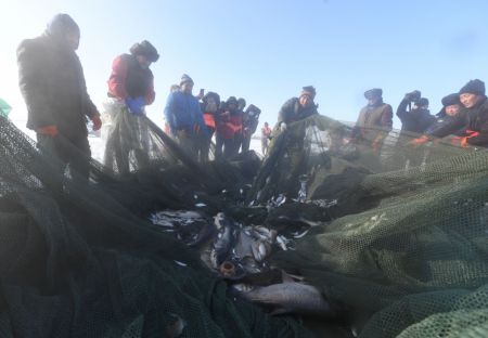 (miniature) Des pêcheurs tirent le filet lors d'une pêche hivernale sur le lac Ulunggur gelé dans le district de Fuhai de la région autonome ouïgoure du Xinjiang (nord-ouest de la Chine)