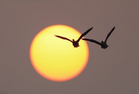 (miniature) Des oiseaux migrateurs volant dans la lueur du soleil couchant dans la zone de conservation de la grue blanche de Wuxing au bord du lac Poyang à Nanchang