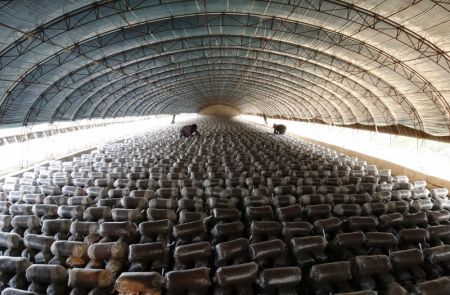 (miniature) Des villageois empilent des lits de culture de champignons comestibles dans une serre du district de Luannan