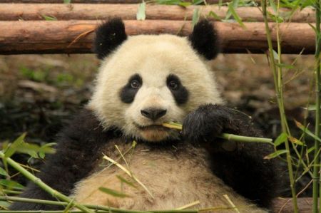 (miniature) panda femelle