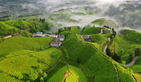 (miniature) Photo a&eacute;rienne prise le 26 avril 2022 montrant des champs de th&eacute; dans la pr&eacute;fecture autonome Tujia et Miao d'Enshi