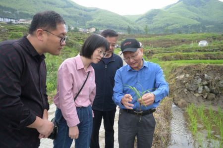 (miniature) L'expert agricole Huang Tingxu (1er &agrave; droite) examine les conditions de d&eacute;veloppement de plants de riz dans un champ en terrasses &agrave; Youxi