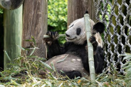 (miniature) Photo prise le 25 avril 2023 montrant le panda géant femelle Ya Ya au zoo de Memphis