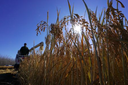 (miniature) Un agriculteur conduit une moissonneuse dans un champ de riz à Luanzhou