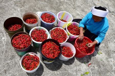 (miniature) Une agricultrice trient des piments dans le village de Daxin du district de Longli