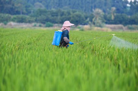 (miniature) Une femme dans un champ de production de semences dans la ville de Dongfang