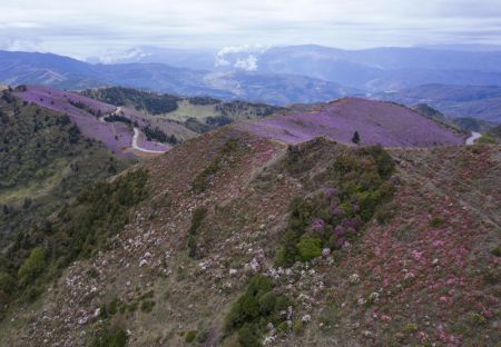 (miniature) Photo a&eacute;rienne montrant des fleurs d'azal&eacute;e dans la r&eacute;serve naturelle Baicaopo &agrave; Jinyang
