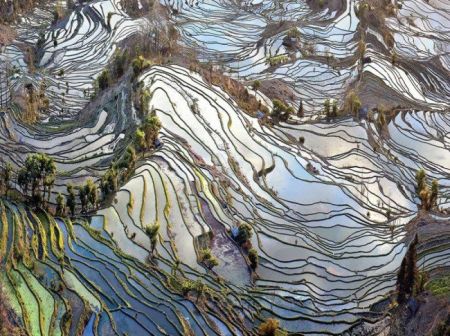 (miniature) Champs de riz en terrasse en Chine