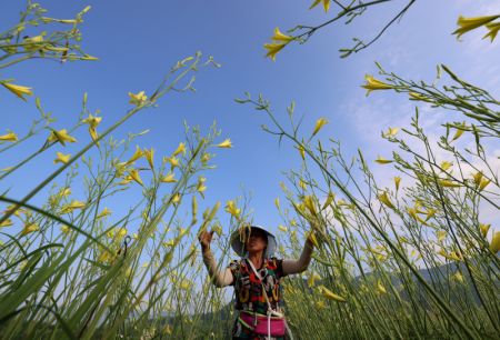 (miniature) Une agricultrice cueille des hémérocalles dans le district de Zheng'an