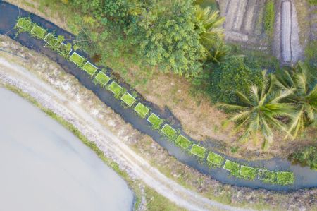 (miniature) Photo aérienne d'îles flottantes artificielles installées sur un affluent de la rivière Wenjiao