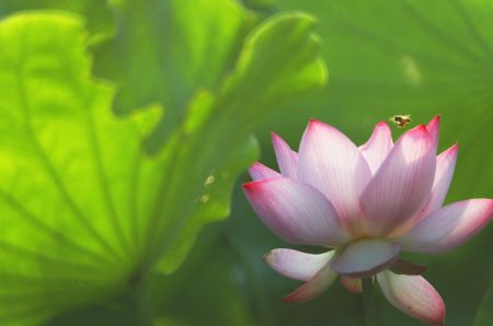 (miniature) Une fleur de lotus au parc Nanhu