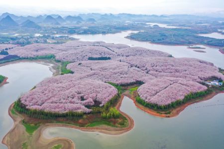 (miniature) Photo aérienne prise le 17 mars 2022 de cerisiers en fleur dans un jardin de cerisiers de la nouvelle zone de Guian à Guiyang