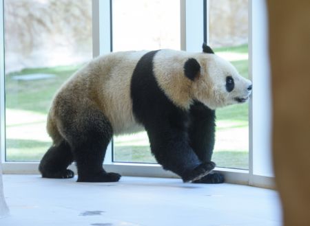 (miniature) Un panda géant est vu le 19 octobre 2022 dans le parc Al Khor de Doha