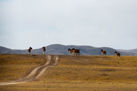 (miniature) Des ânes sauvages tibétains à Nagqu