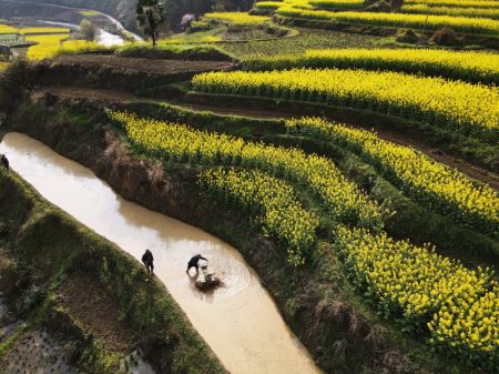 (miniature) Des villageois travaillent dans les champs à Baini