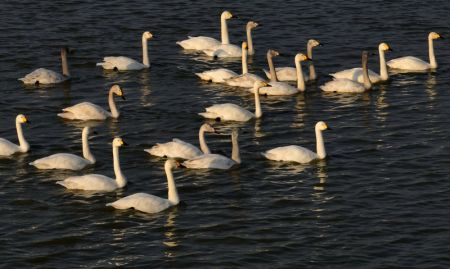 (miniature) Des cygnes dans la zone humide de Caofeidian