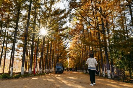 (miniature) Des visiteurs se promènent sous des arbres aux couleurs automnales dans un parc de Changchun