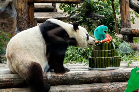 (miniature) Le panda g&eacute;ant Ru Yi d&eacute;guste son repas d'anniversaire au zoo de Moscou